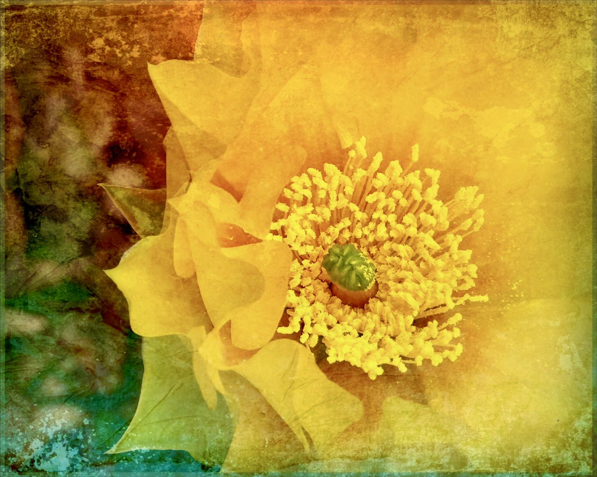 texasartmama2's tweet image. I’ve been taking cactus flower pictures with my new iPhone 15 Pro Max. I ran this one thru the Distressed FX app for color and textural effects. #iphonography #DistressedFX #digitalphotoart #digitalphotography