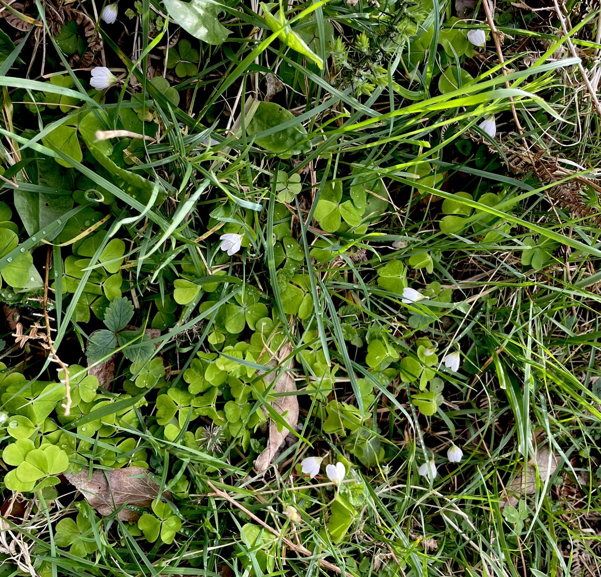 Managed to find time to have a quick walk up our farm lane with the dogs - so many wildflowers out. Love primroses, violets & wood sorrel! #manxwildflowers #primroses #violets #woodsorrel #biosphereIOM #whatabeautifulworld #isleofman