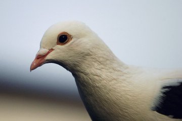 a_london_pigeon's tweet photo. 📷  MonkeyOnTheMountainⓋ @Monk_Po
Pigeon portraits taken whilst they wait for the feeder to be filled and the cats to get bored and wander off  #Devon #April2017 https://t.co/ikoELUKVl2