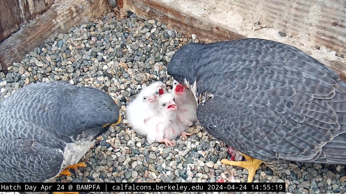 Family portrait! If you can't make it to our Hatch Day celebration, but still have burning Peregrine Falcon questions (or just want to tell us how cute those babies are...), we are just about 2 hours away from our live Q&A on YouTube! youtube.com/watch?v=djziCx…