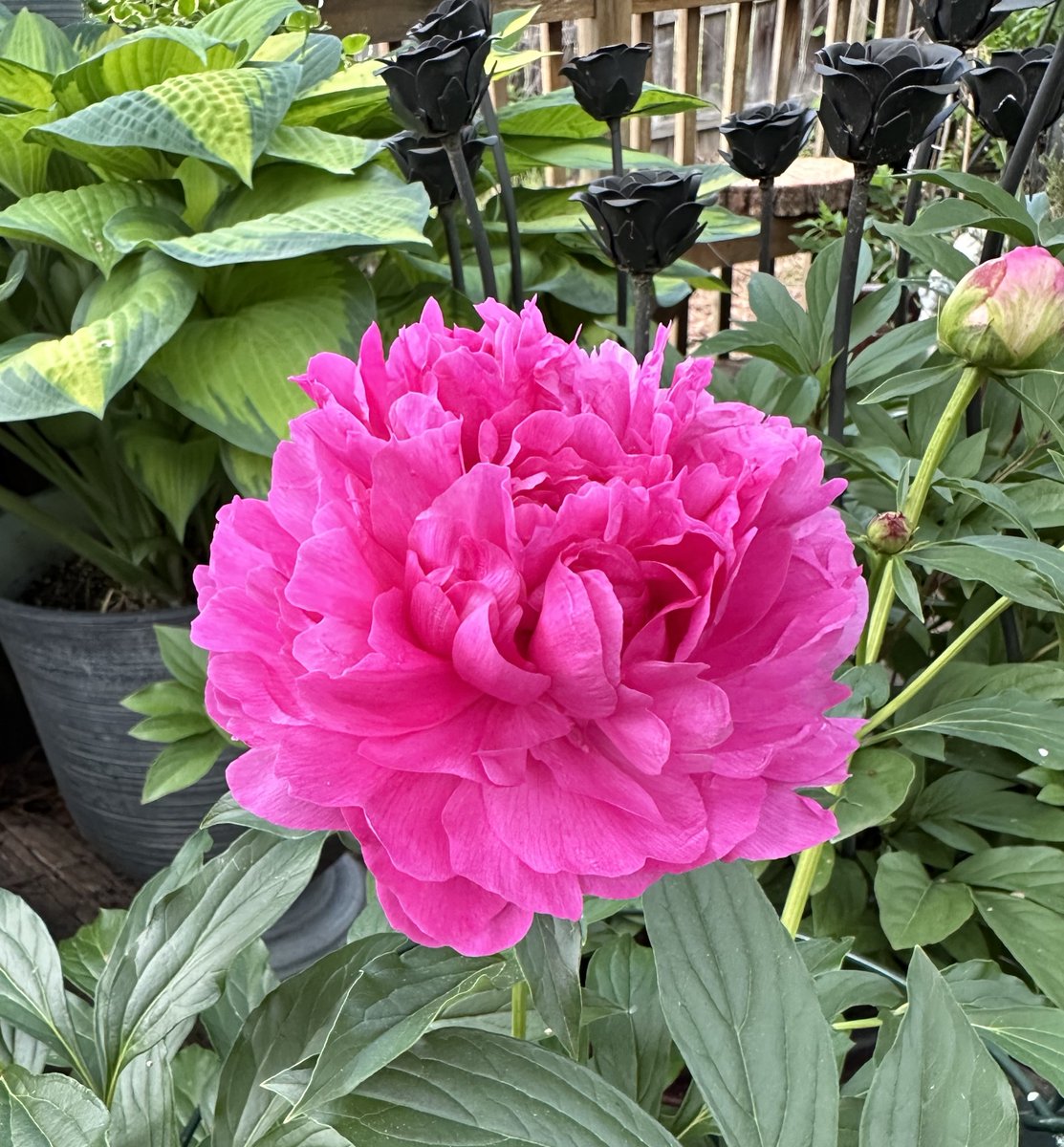 Today's bloom: Peony. #FlowerGardening #ContainerGardening 🩷🦋🌱🐝