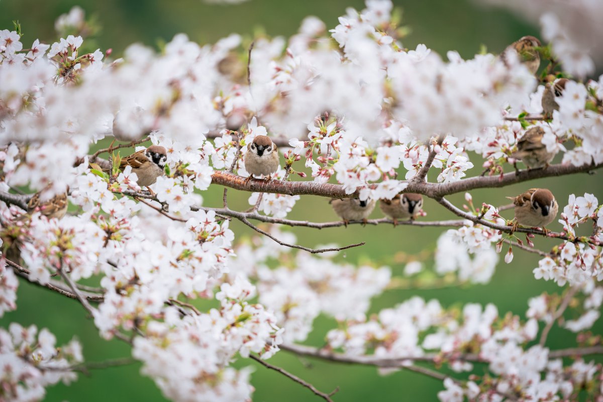 ちゅんちゅんだらけ
#千鳥ヶ淵 #桜
#α9III #sel70200gm2