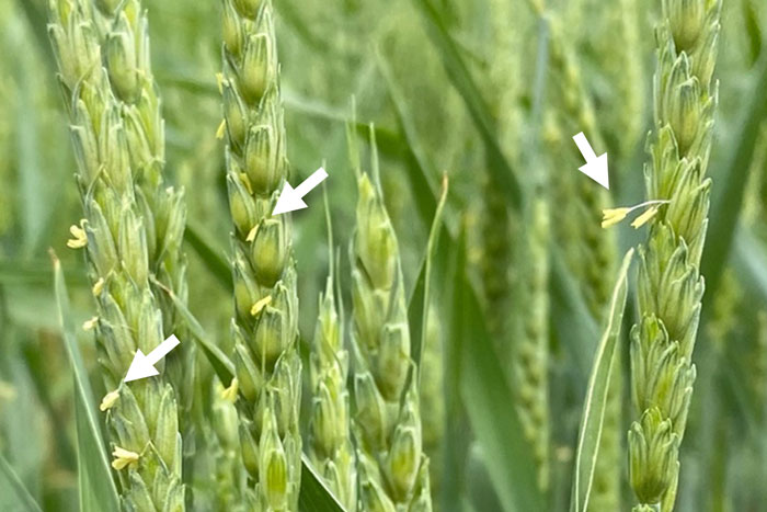 Is your wheat at risk for wheat scab or Fusarium head blight?

ipm.missouri.edu/croppest/2024/…

#2xAg2030
@MUExtAgEnviron
@MandyBish1