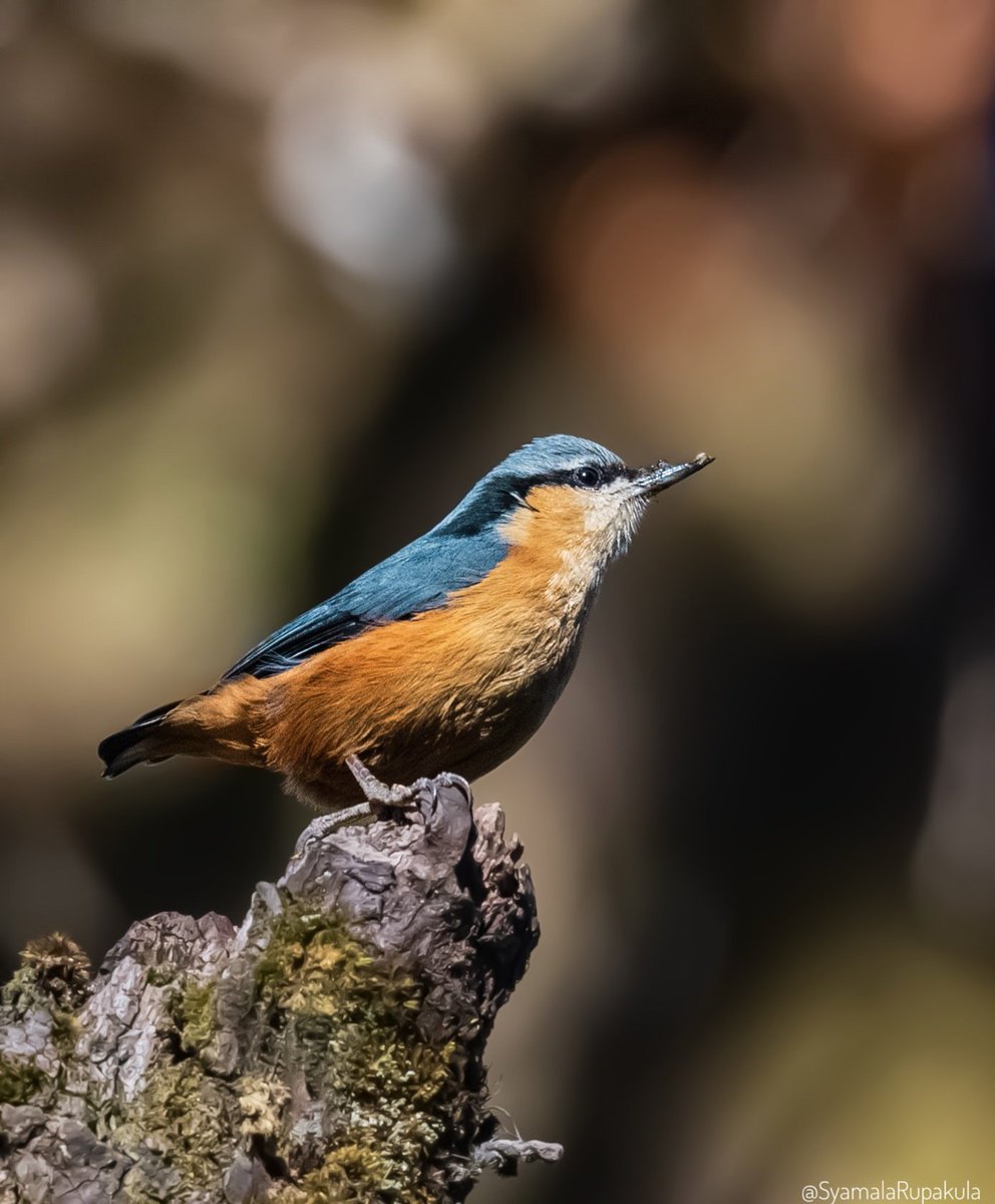 #indiaves #ThePhotoHour #BirdsOfTwitter #TwitterNatureCommunity #wildplanet #wildlife #BBCWildlifePOTD  #BirdsSeenIn2024 #NatureIn_Focus #birdtwitter #birds #natgeoindia White-tailed Nuthatch