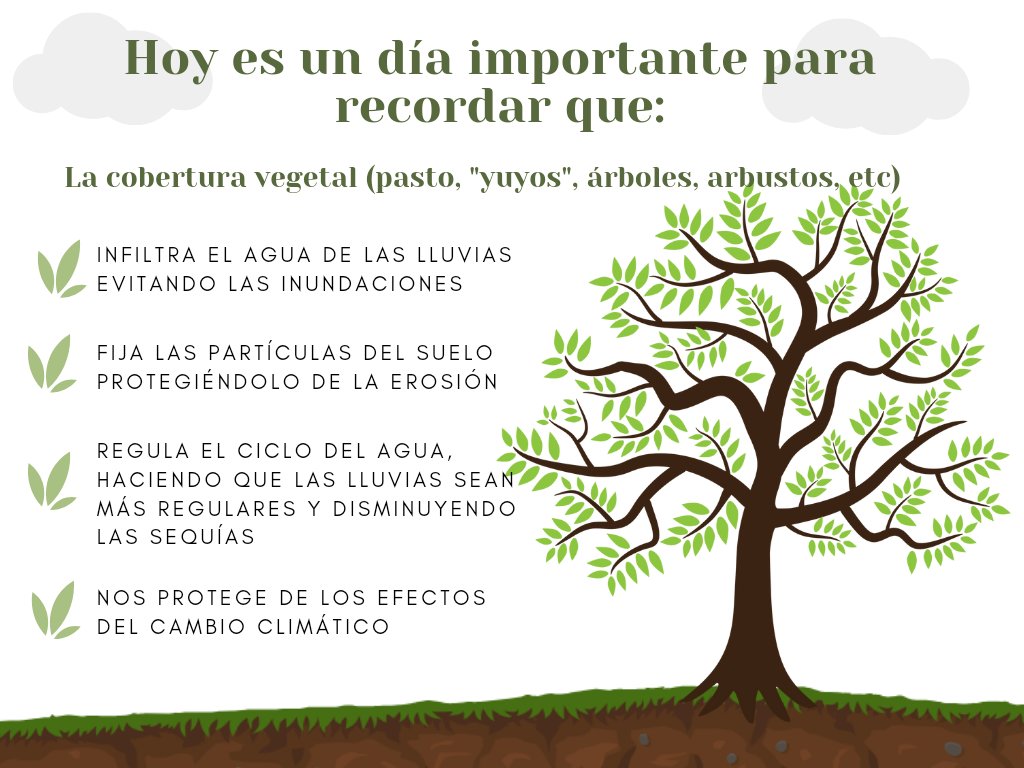 guayakanpoty's tweet image. A menudo se confunde la #coberturavegetal con #especiesnativas con "suciedad". Un terreno con vegetación nativa es "sucio" y "limpiar" implica arrancar toda esa cobertura dejando el #suelodesnudo .
