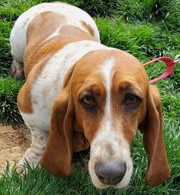 Aarrhhooo! Despite many rough years as a breeding dog, 6 yr old Pumpkin is a sweet #BassetHound who loves other dogs. She's housetrained & crate trained, and looking for a quiet, patient forever home where she can feel safe.
bassetrescue.org/homeless
#AdoptDontShop #Basset #RESCUE