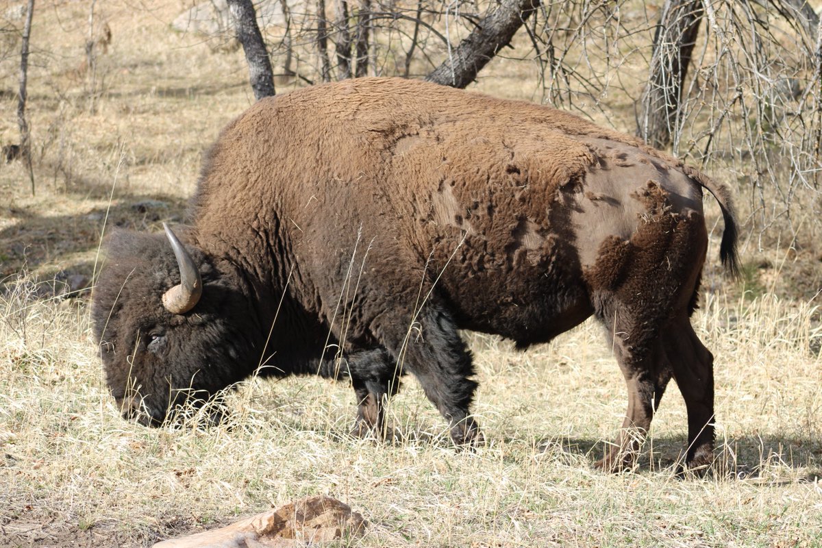 Sirr_Rio's tweet photo. I came upon this bison ("buffalo") crossing the road to go drink water with another bison who was already ankle-deep in a creek lapping up water. I pulled over to watch them for a bit and discreetly I stuck my camera out of the window to get some pictures. https://t.co/ZISJHxdhe4