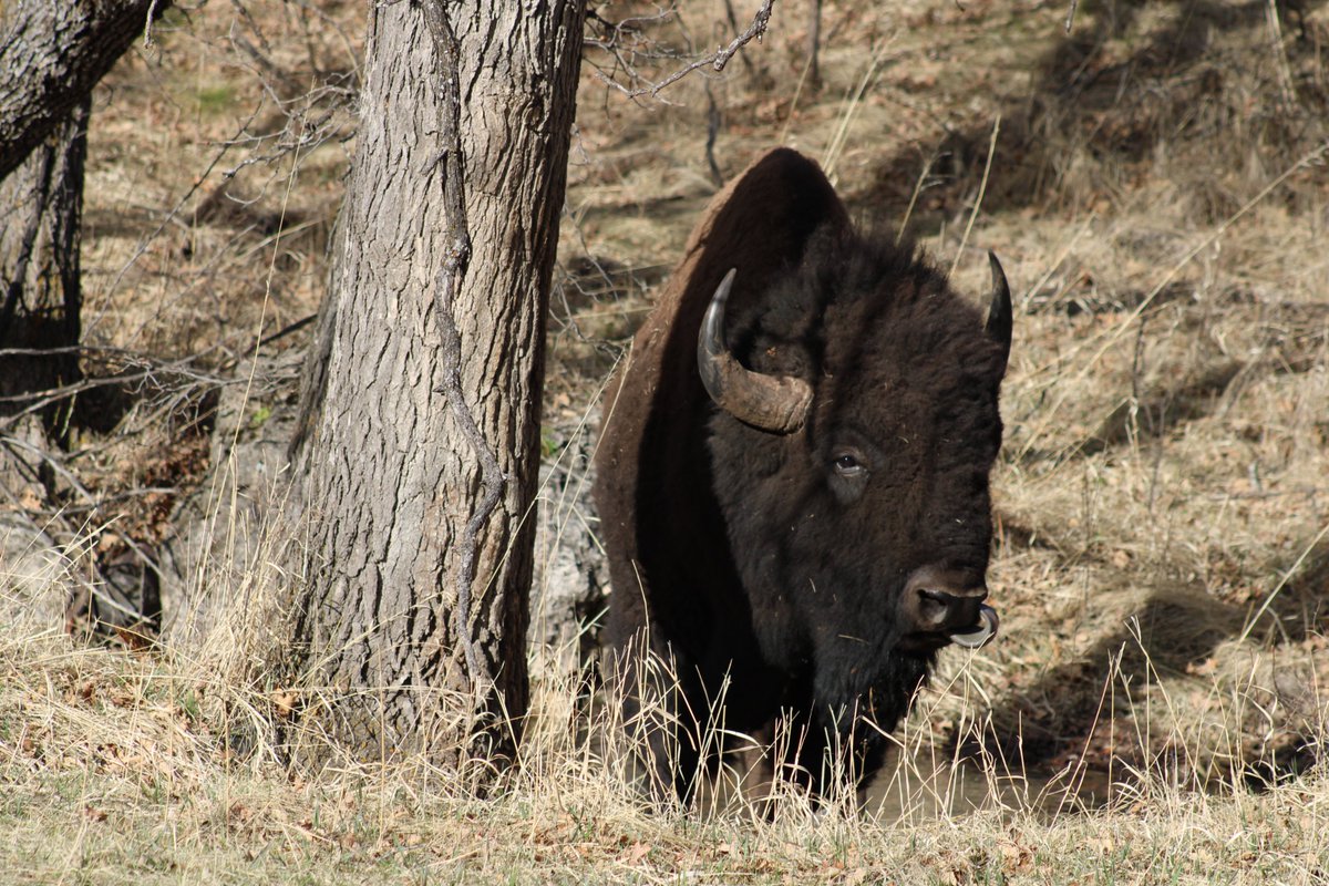 Sirr_Rio's tweet photo. I came upon this bison ("buffalo") crossing the road to go drink water with another bison who was already ankle-deep in a creek lapping up water. I pulled over to watch them for a bit and discreetly I stuck my camera out of the window to get some pictures. https://t.co/ZISJHxdhe4