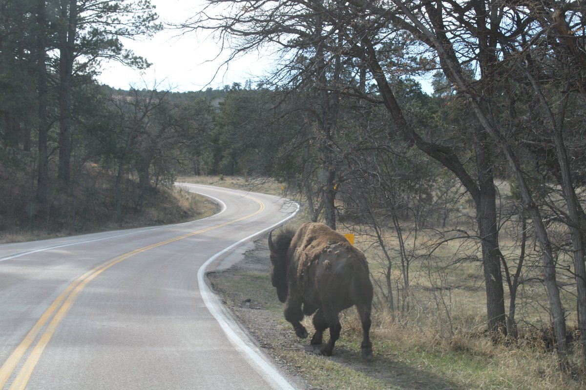 Sirr_Rio's tweet photo. I came upon this bison ("buffalo") crossing the road to go drink water with another bison who was already ankle-deep in a creek lapping up water. I pulled over to watch them for a bit and discreetly I stuck my camera out of the window to get some pictures. https://t.co/ZISJHxdhe4