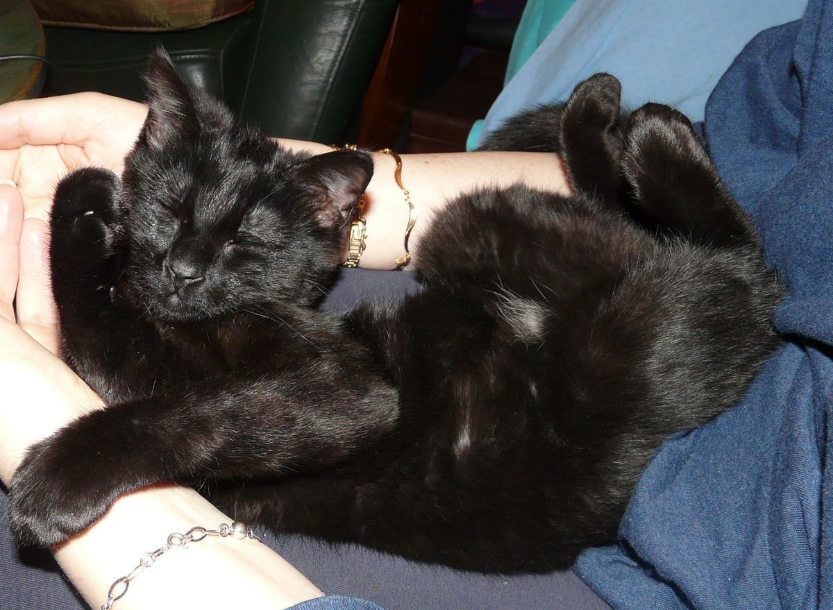 Black cats are not bad luck (@visualscat) on Twitter photo 