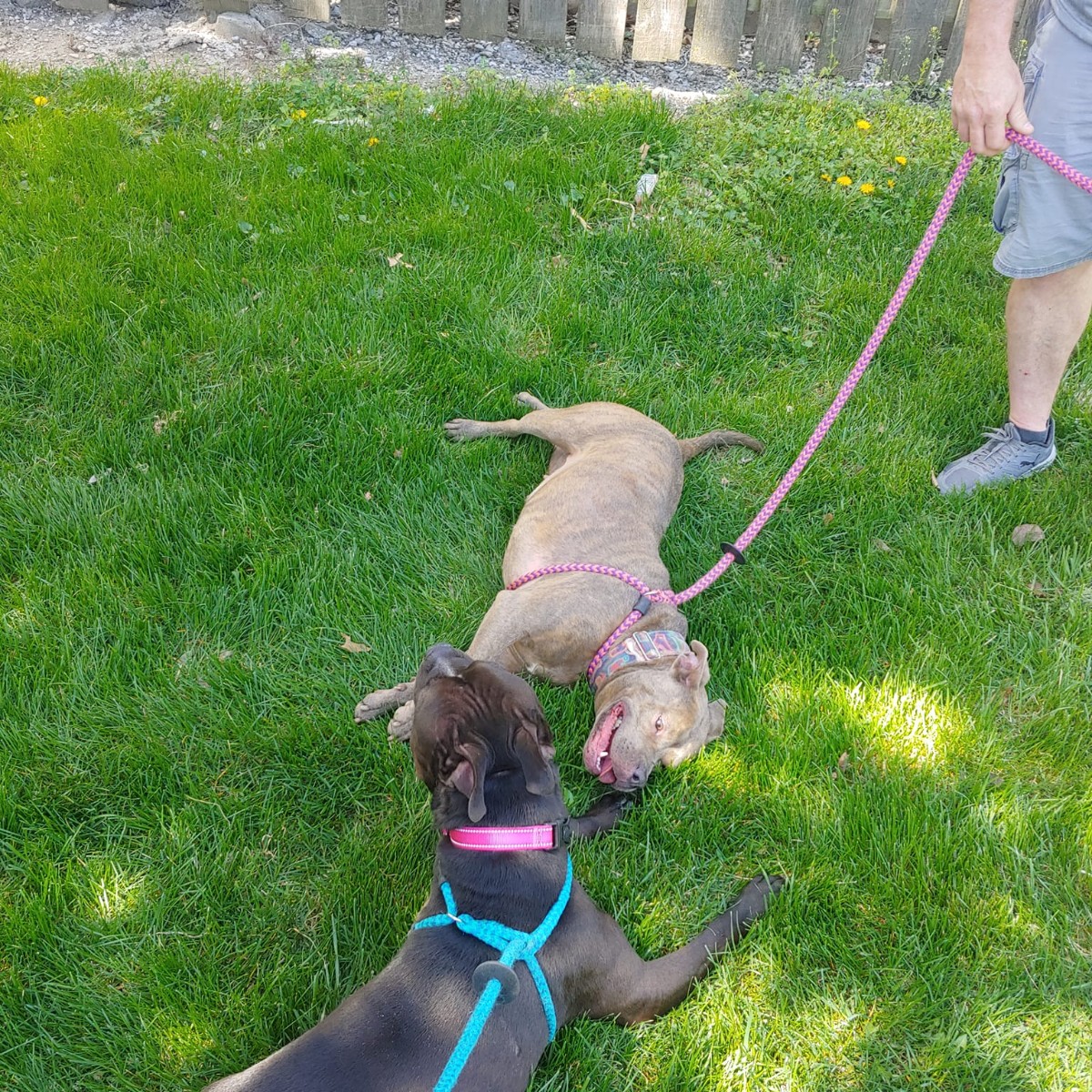 MidAmCarpenters's tweet image. Kansas City members with #Local1127 recently volunteered with Mid-America Bully Breed Rescue to walk and play with some dogs. Thank you Brothers and Sisters for giving back to the community and giving a little bit of your love to these sweet animals.
#MidAmCarpenters #UnionProud