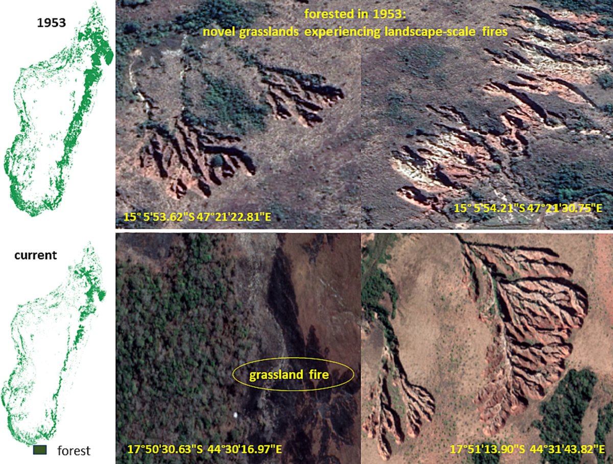 #Fire incongruities can explain widespread landscape degradation in #Madagascar's forests and grasslands Grant S. Joseph, Colleen L. Seymour, and Andrinajoro R. Rakotoarivelo 📖 ow.ly/Pjmv50Rna9I #NewIssue @wileyecolevol