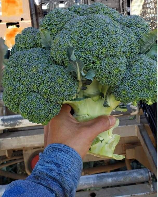 Antonio has labored as a H-2A worker for the last 10 yrs in many crops including broccoli. He shares: Once our employer took the travel documents from our entire group of 400 workers in North Carolina. It also happened to 1000+ workers in Salinas CA. #WeFeedYou