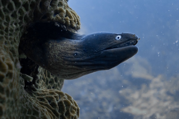 🌊Can you identify the different species of moray eel? Test your knowledge with our new quiz! divemagazine.com/quizzes/quiz-m…