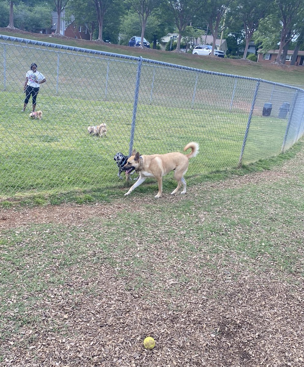 Took the kids to the park for their daily fun time. The small dogs on the other side of the fence like to run up and down the fence and the big dogs run with them. Most excellent wearing out of the doggos!! Run Junior! Run! ❤️😉🐾❤️