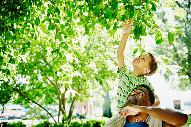 TreeDickson's tweet photo. Say goodbye to unsightly stumps and overgrown trees! Dickson Tree Surgeon is your go-to for professional tree services in Dickson County and surrounding areas. Call us today to schedule your service and experience the difference! https://t.co/ZKs6FMLaeF https://t.co/yQ3N0GqR0L