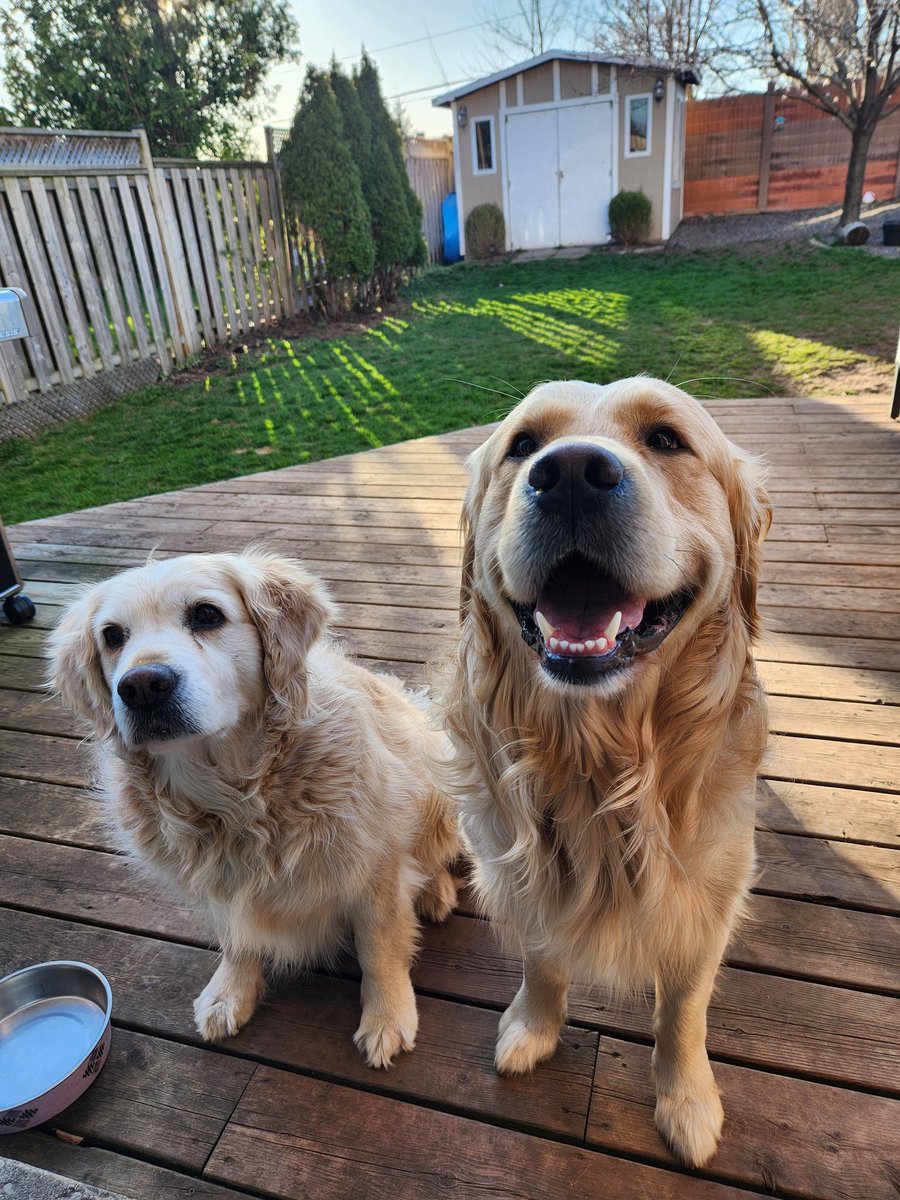 Hi pals!! We're patrolling the yard to keep the squirrels away from the bird feeder.  Seems we are scaring the birds though away too 🤔🤭🐿🐦 #goldenretrievers #goldengracie #goldenpatrick #guarddogs #dogsoftwitter
