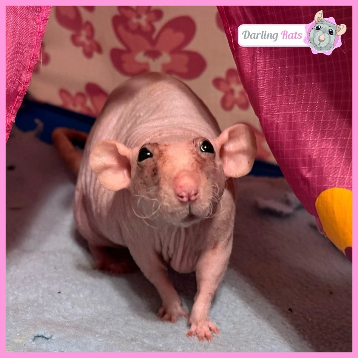 Darling Rats tweet media