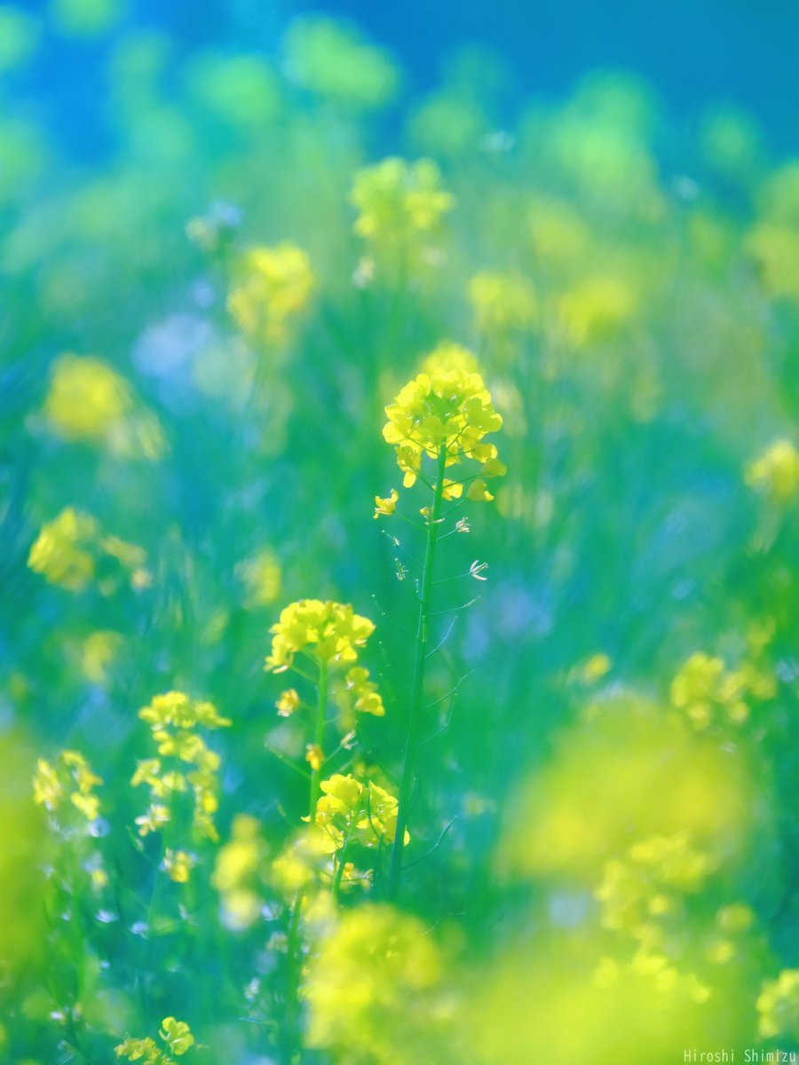 幸せ気分 甘い香りの菜の花畑 #NaturePhotography