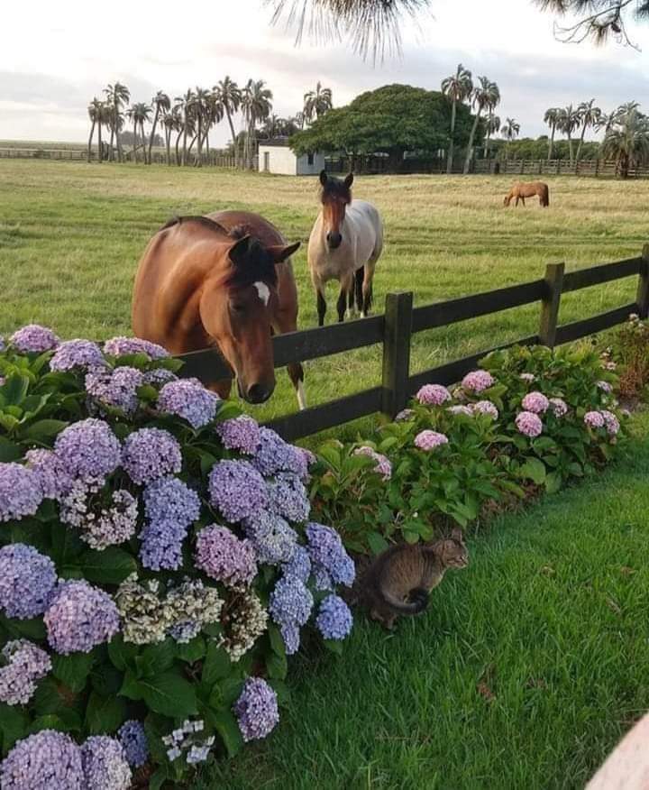 Horses and a Cat so Beautiful Heart Warming sweet 🥰❤️🐎🐈‍⬛❤️