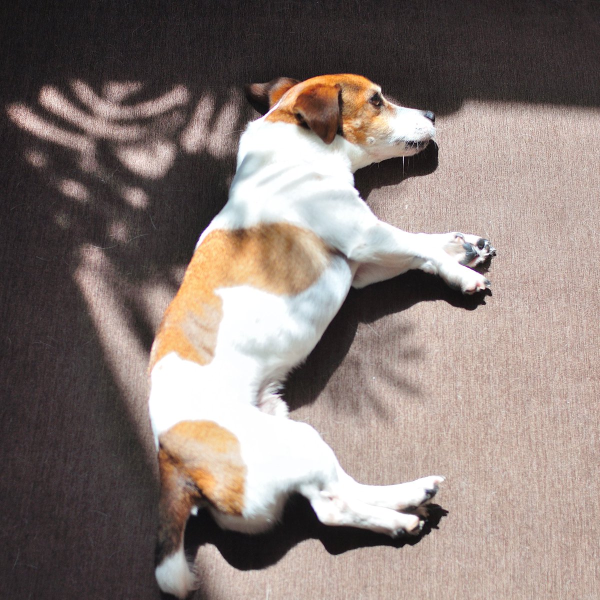 ポリネシアン柄のような影の中に横たわるイヌ

#ジャックラッセルテリア 
#jackrussellterrier
#nikon 
#dog 
#犬