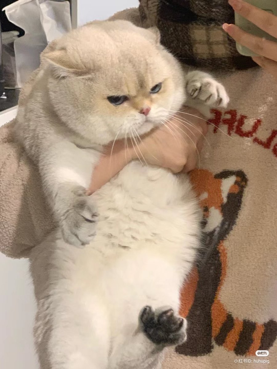 No Context Cats tweet media
