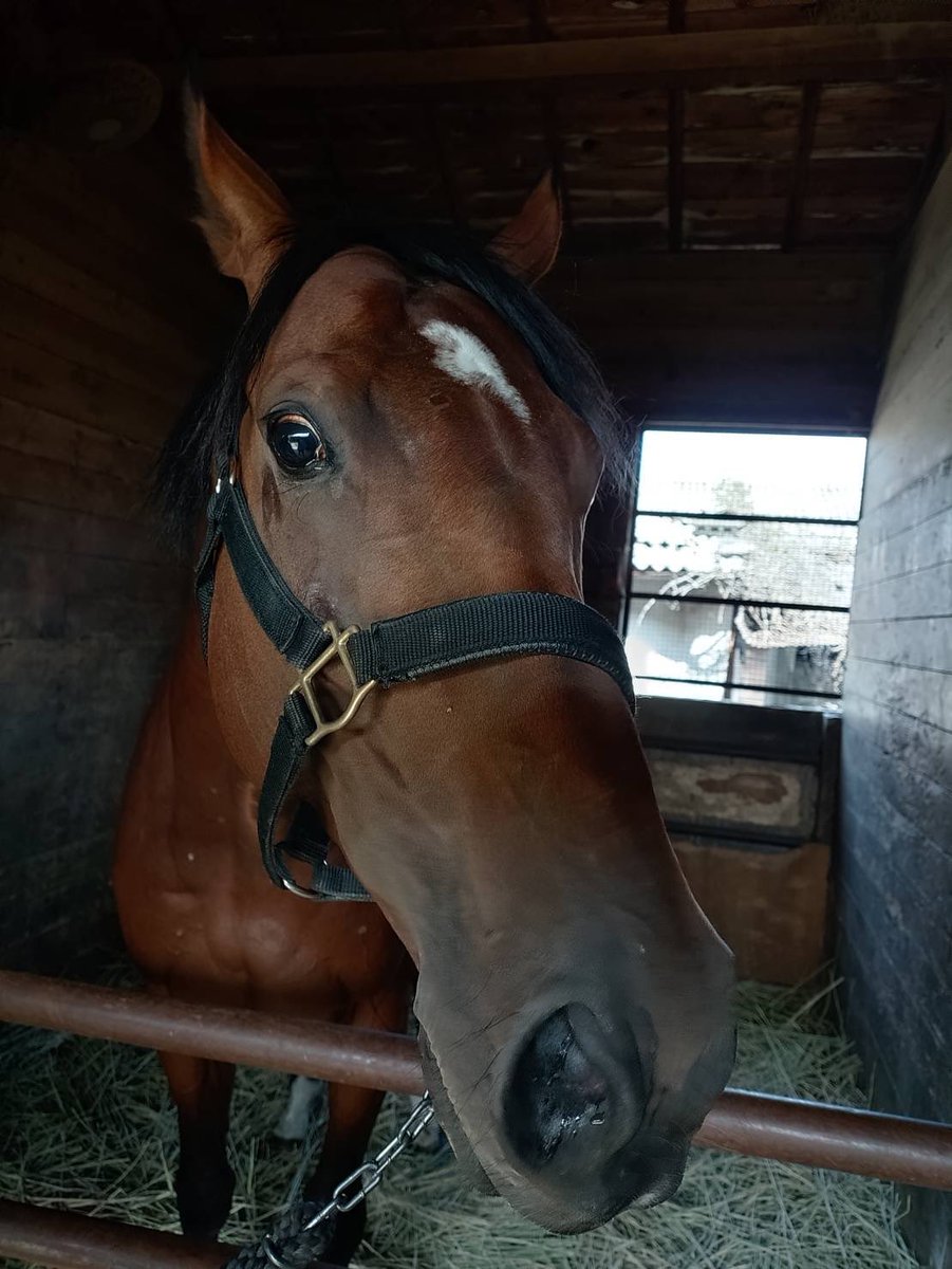 こんにちは 土曜のお昼いかがおすごしですか 俺は馬主さんがかわりました 競馬場もまたかわりました でも本質は変わらないよ 俺は　はるお　です 今まで育ててくれた先生達は本当にありがとうございました 今までがあるから今の俺がいます 本当にありがとう まだまだ長く走るから見ててください