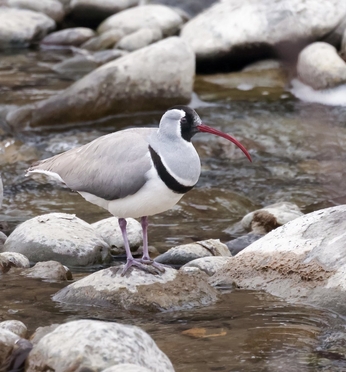 Ibisbill with its lovely long red bill is well camouflaged amongst the fast Himalayan rocky rivers and streams and it is often difficult to see. Seen at Kashmir, India 

#birdlovers  #naturelovers #birding #Birdwatching #birds #IndiAves #ThePhotoHour #Twitternaturecommunity