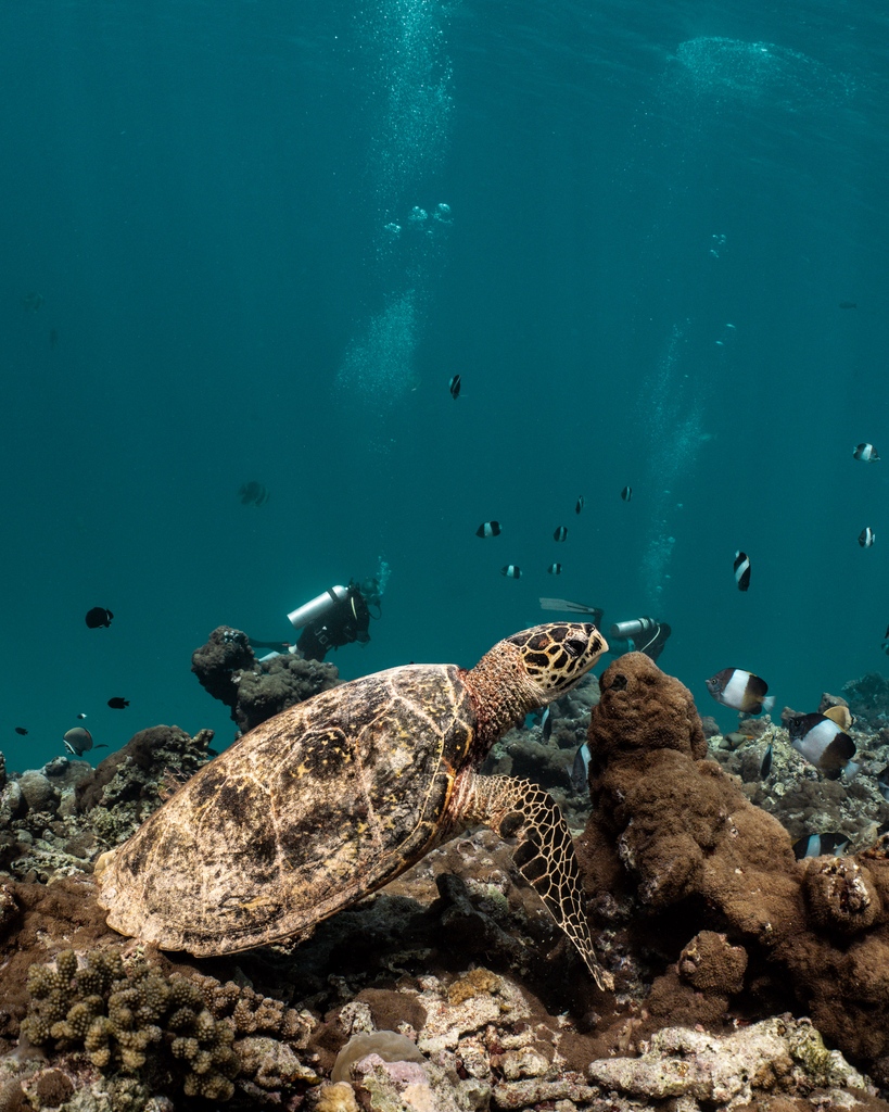 Are you prepared to immerse yourself in a realm of awe? 🌊✨ ⁠
.⁠
.⁠
.⁠
.⁠
.⁠
#ScubaDive #Visitmaldives #Finolhu