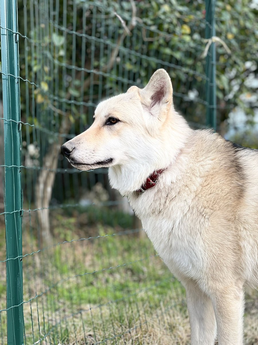 サクがボールを隠してるところを見てしまった😱怖いですサクさん笑

#wolfdog #ウルフドッグ #狼犬 #サク