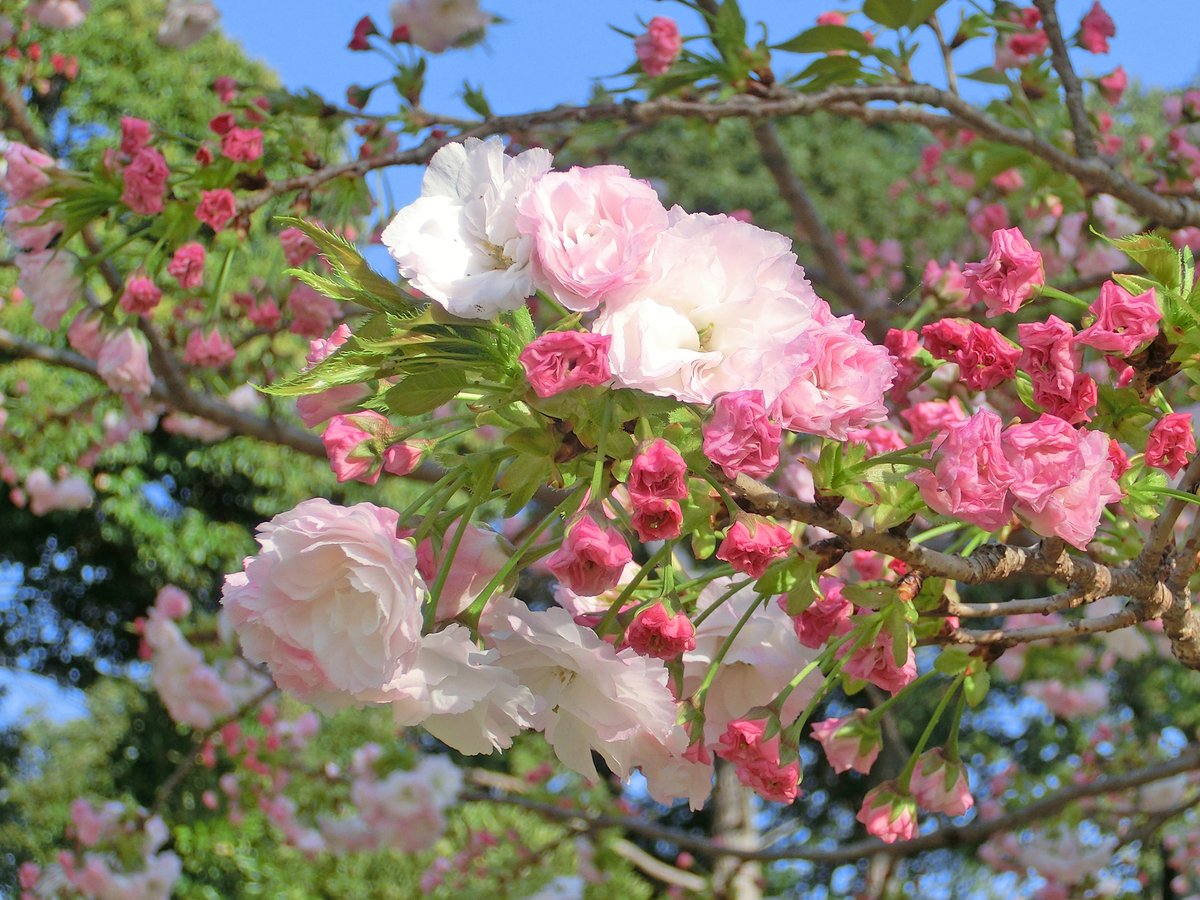 桜散策の合間に春らしいおやつをどうぞ！ 中央休憩所のカフェ「SASAYAIORI＋新宿御苑」の福来どらやき イチゴがおすすめです。 もちもちの皮にイチゴあん、粒あん、生クリーム、フレッシュイチゴをサンドした季節限定メニューです🍓 ますますお花見気分が盛り上がりそうですね🌸 #新宿御苑 #笹屋伊織