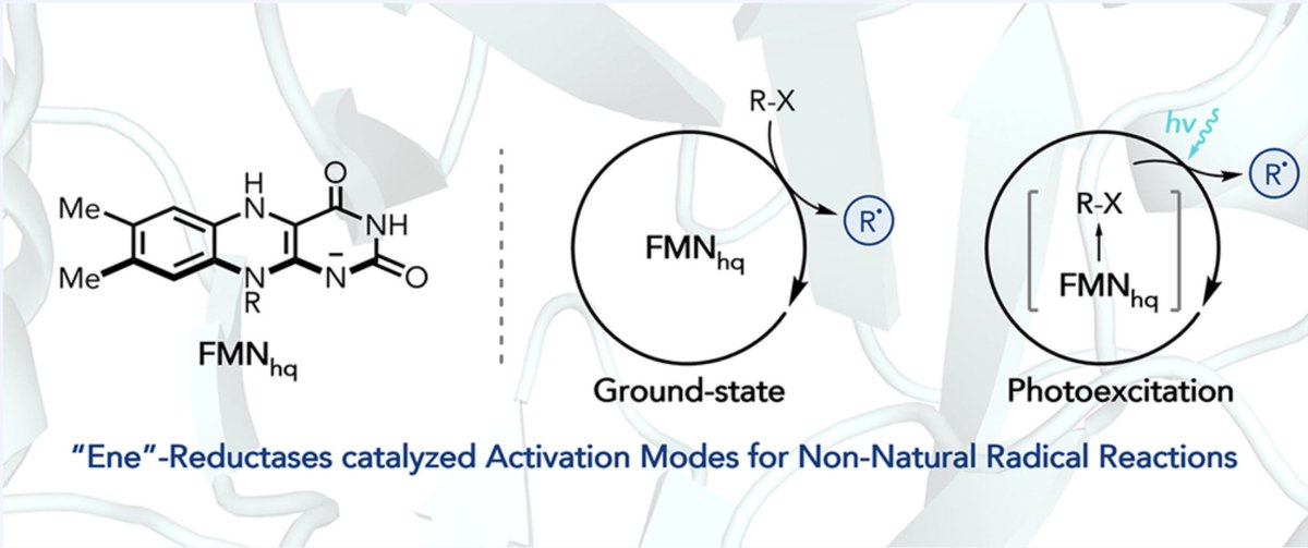From Ground-State to Excited-State Activation Modes: #Flavin-Dependent “Ene”-Reductases Catalyzed Non-natural Radical Reactions by Haigen Fu and Todd K. Hyster @HysterLab at @PrincetonChem in @ACSPublications Accounts of Chemical Research pubs.acs.org/doi/full/10.10…