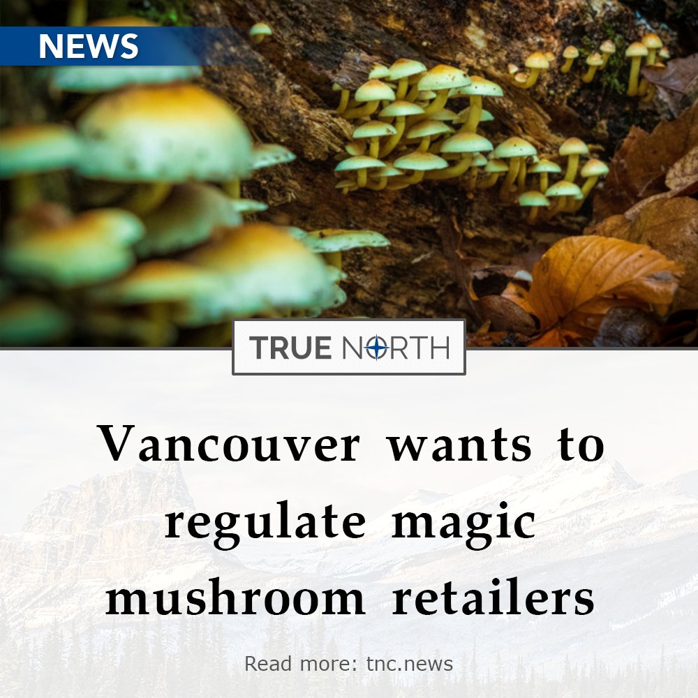 Vancouver, known for its lax drug enforcement and marijuana culture, is now contemplating regulating magic mushrooms and other psychedelic drugs. Read more: tnc.news/2024/04/11/van…