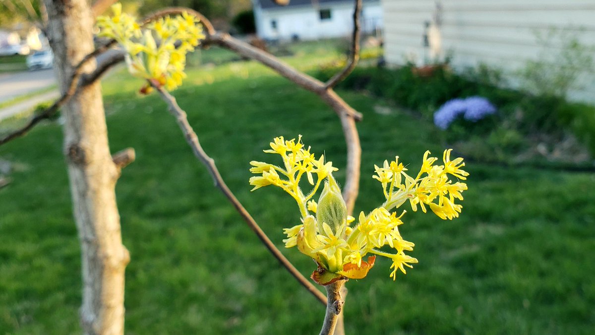 Sassafras (Sassafras albidum) blooming in the front yard! #WhatYouPlantMatters #pollinatorgarden #nativeplants #naturallandscape