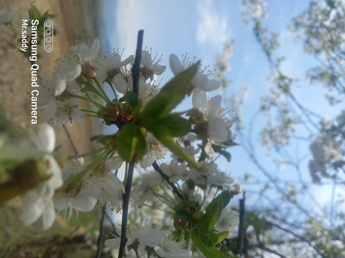 saddy_official1's tweet photo. Nature https://t.co/TlQKjt1XSq