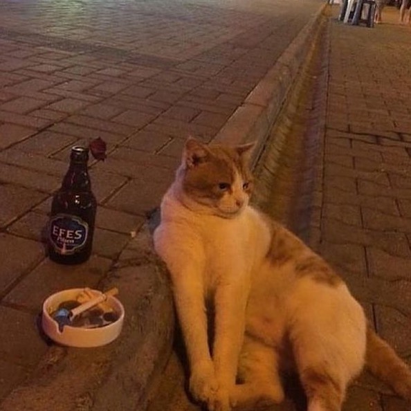 Punch Cat (@punchingcat) on Twitter photo 