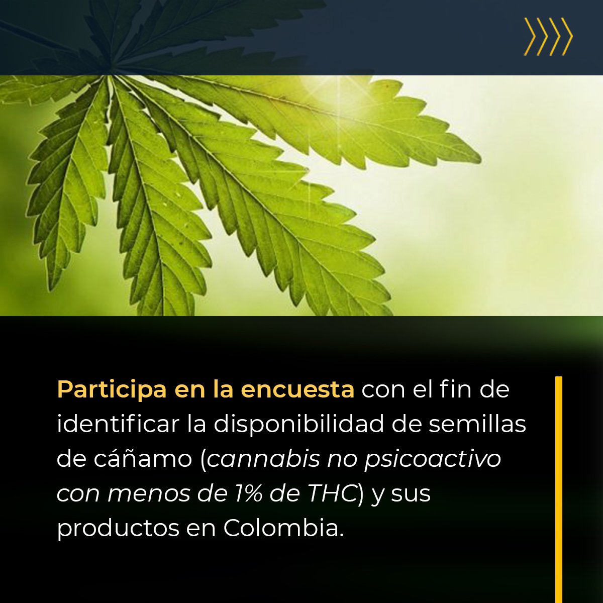 MinjusticiaCo's tweet photo. 📑En @minjusticaco buscamos información que nos sirva de insumo para desarrollar una investigación de modelos productivos de cáñamo con fines industriales.

👉Les invitamos a diligenciar la encuesta 🔗aquí ⇊ https://t.co/E3hgKYP0aa

#GobiernoDelCambio https://t.co/qeVbNgLlF3
