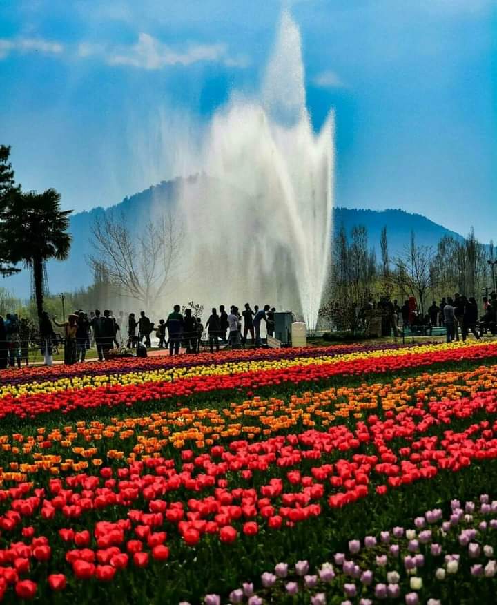 Gd mrng X World, Happy Weekend to all of my frnds Tulip Garden, Srinagar, Kashmir