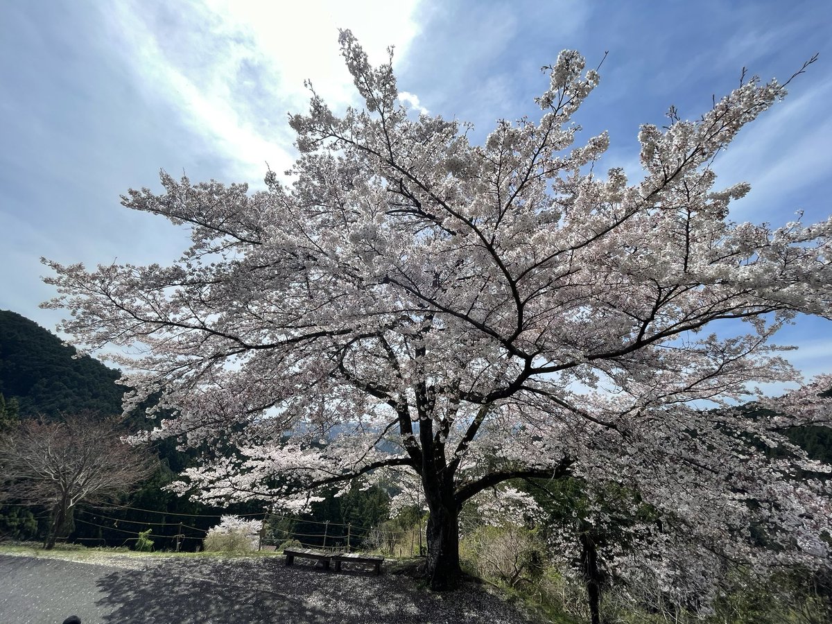 今年もきました八徳の一本桜！
ちょうど散り始めかな？
#八徳の一本桜
#飯能市