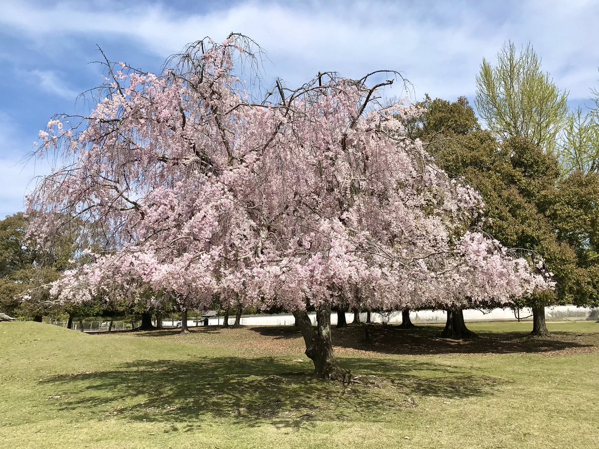 奈良公園のおかっぱ桜

鹿が作り出した自然美。
Google マップでも出ます。

周りに木が密集していないから、良い感じに枝を広げたんですね🌸