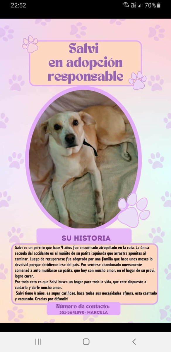 La historia de #Salvi es tremenda, ahora busca un hogar 💔👇