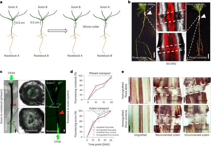 Plant Science tweet media