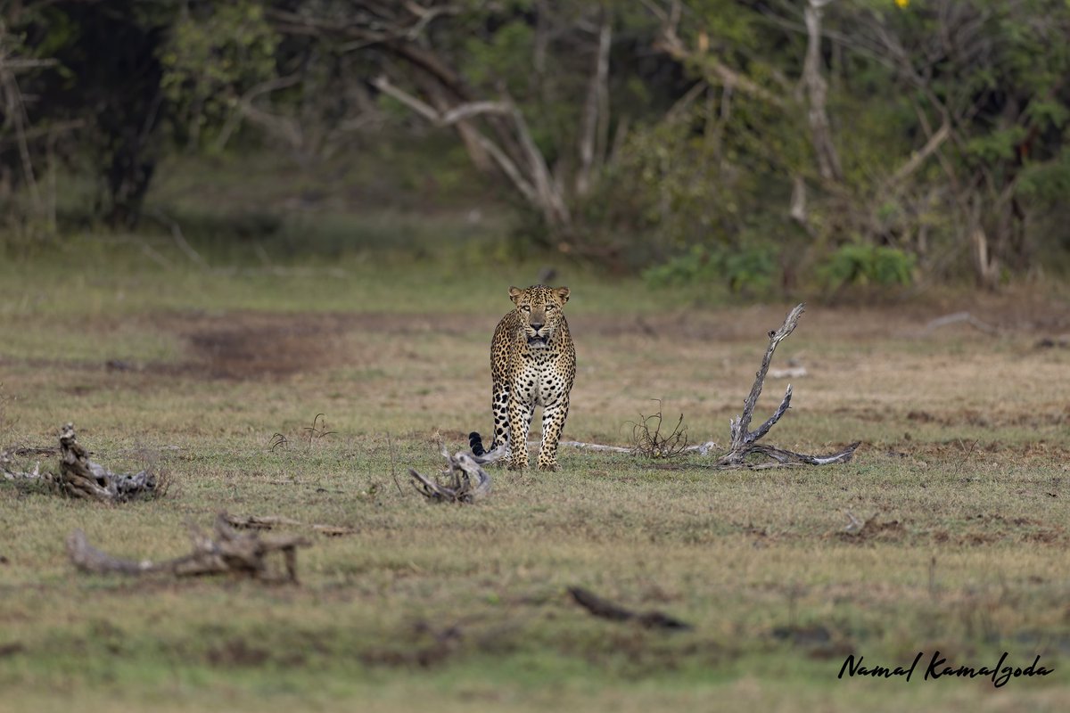 Wondering which way to go. 

#srilanka #travel #srilankansafari #travelsrilanka #kumana #WildlifePhotography #srilankanwildlife #leopard #bigcat #srilankanleopard #bigcatsofinstragram #nature #safari #natgeo #natgeowild #canonwildlife #zero3images #natgeoyourshot #BBCwildlifePOTD