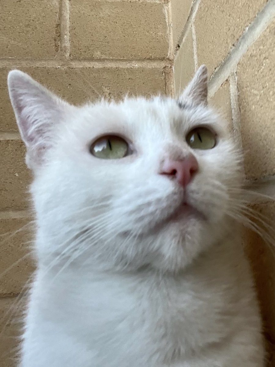 Where did her neck go? 🤍🤷🏼

#Turtleneck #barrelShapedBody #cat #catlife #halfstraycat #whitecat #blackcat #lovelycat #pawpads #cattastic #catoftheday