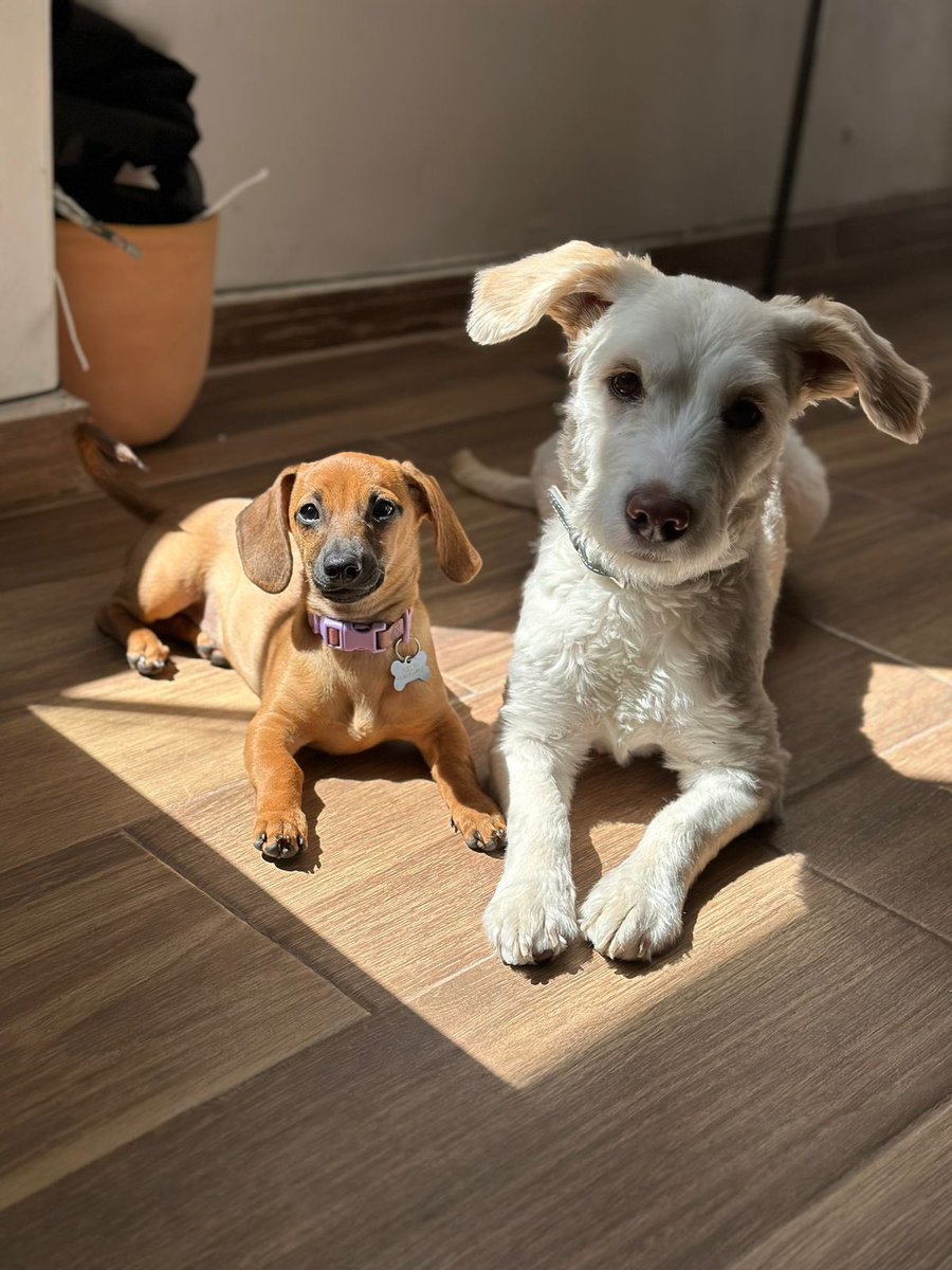nnh95's tweet photo. Amikos por favor ayúdenme a compartir.
Hoy entraron y se robaron a mis dos perritas en la Col. del Valle, esto ocurrió a las 12pm.
La salchicha responde al nombre de Cookie, y la blanca a nombre de Tequila. 
Ayúdenos a lograr que vuelvan a casa. 🥺 @ColDelValleBJ @En_laDelValle https://t.co/1xvJoEb8NI