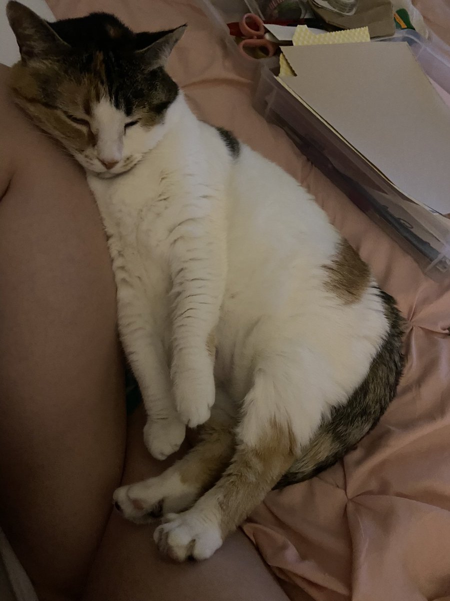 sammi15764's tweet photo. #readypetgo @Mythical for your consideration for the wheel, may I present Lucky 😂 https://t.co/RqewAP7aEO