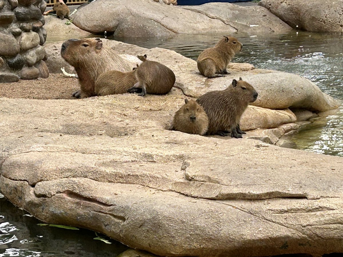 I heard u trained a super large model on capybara so I...