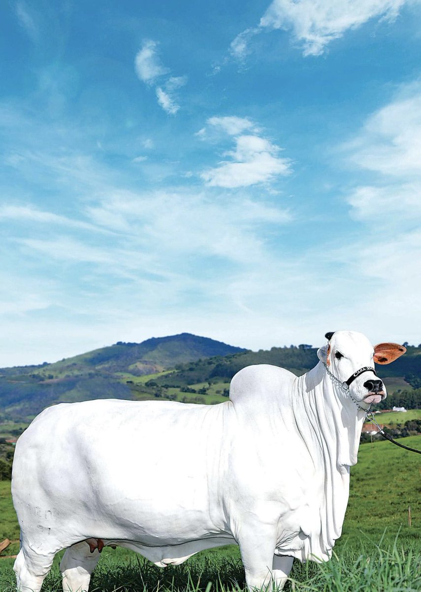 In the annals of livestock breeding, the sale of a single white Nelore cow in Brazil last year was a watershed moment. At an auction held in the central Brazilian town of Nova Iguaçu in Goiás state, one-third of the ownership of this Nelore cow was sold for $1.44 million,…