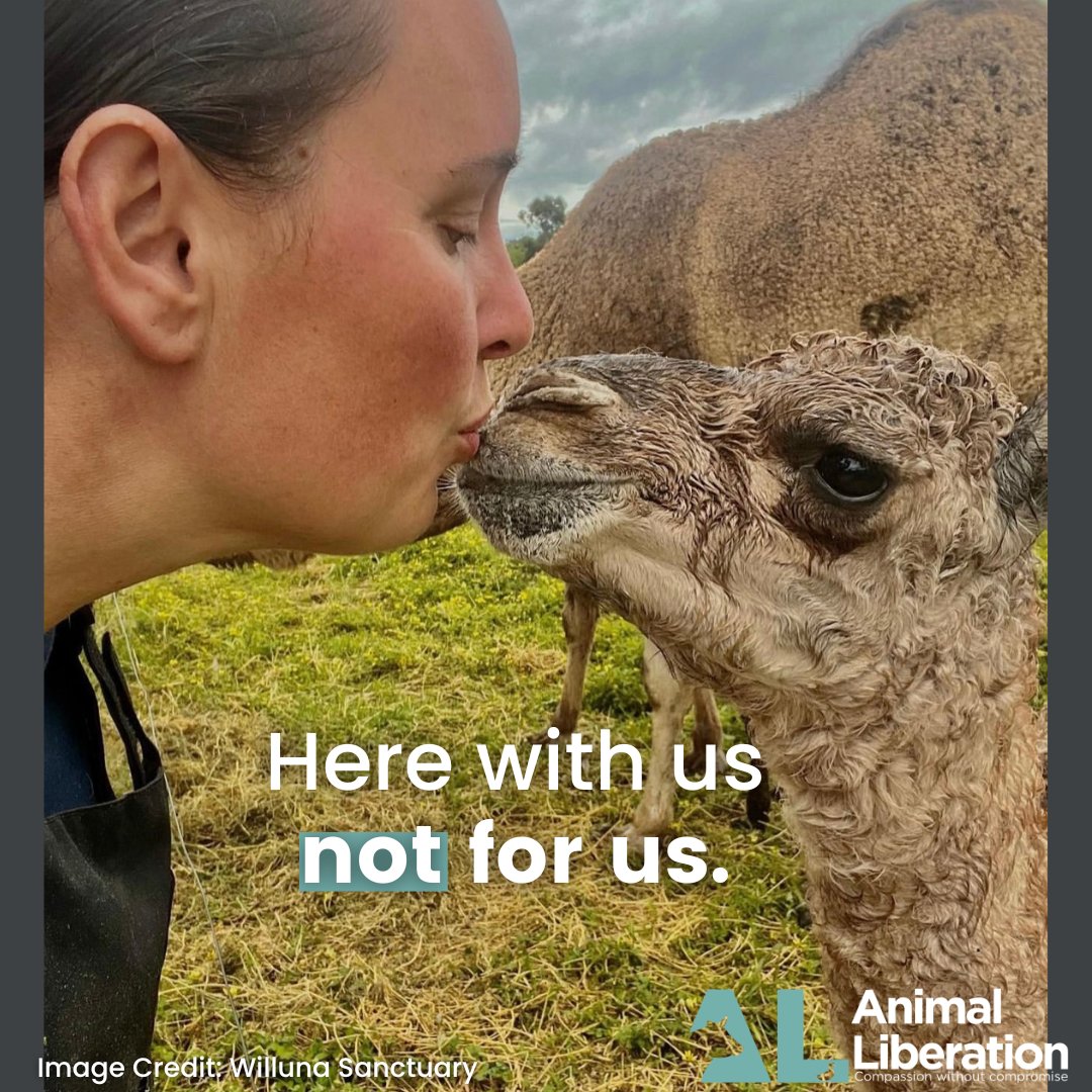 We will never stop fighting for a kinder world for all beings.  Thank you Willuna Sanctuary for the safe haven you provide for these incredible animals.