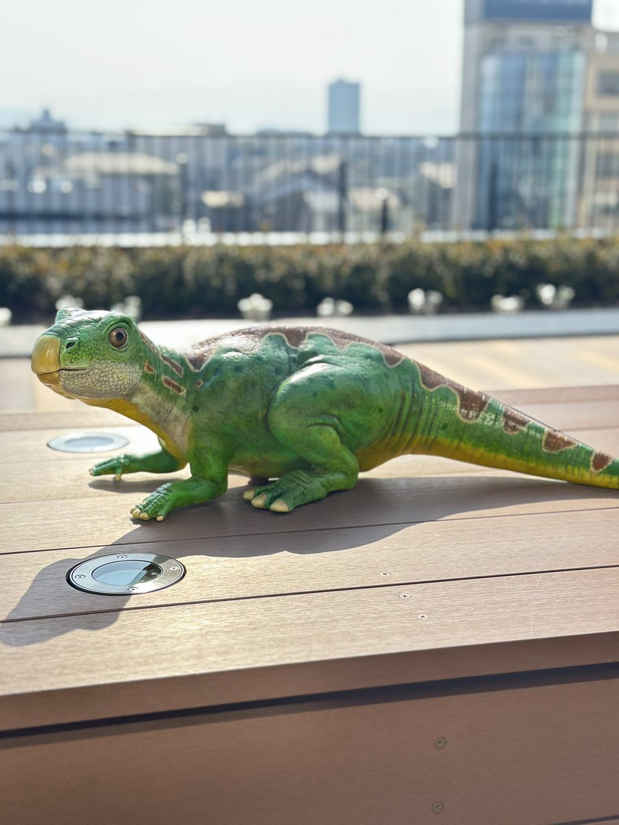 今日もポカポカ良い天気です☀️ JR福井駅のデッキでも、恐竜たちが気持ち良さそう🦕✨ 恐竜博物館まで足を運ぶ時間のない時にも、「恐竜王国ふくい」を楽しんで、次に来福の際は、ぜひ、当館へお越しくださいね😌